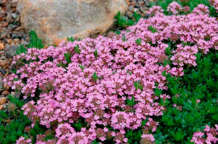 Лекарственное растение Тимьян ползучий (Thymus serpyllum)