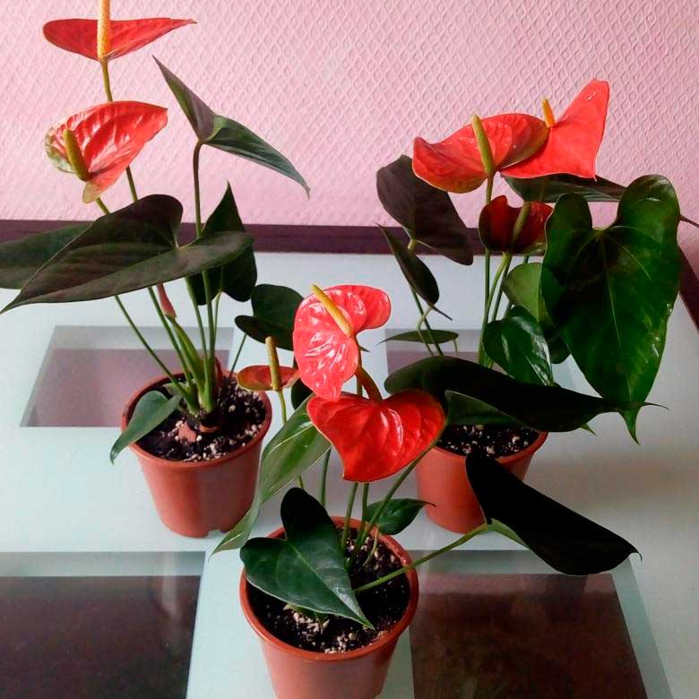 Комнатное растение Антуриум (Anthurium)