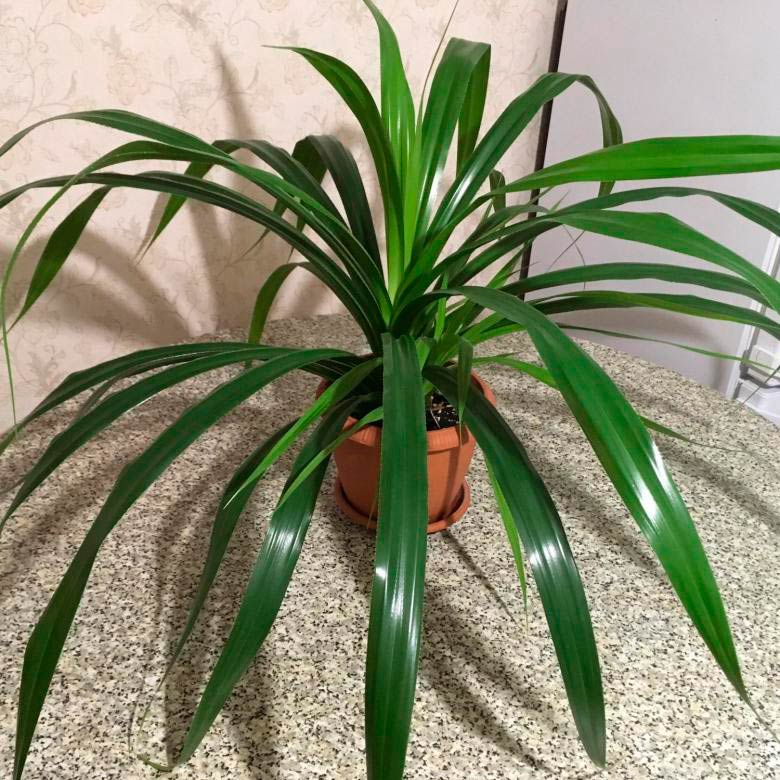 Комнатное растение Панданус (Pandanus)