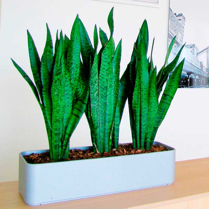 Комнатное растение Сансевиерия (Sansevieria)