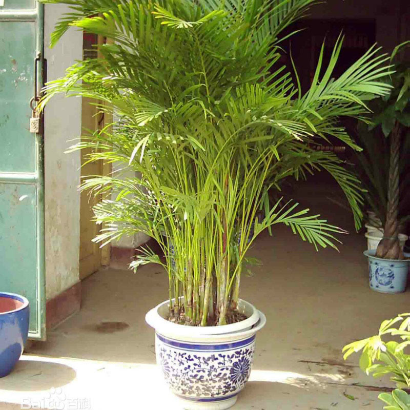 Комнатное растение Хризалидокарпус (Chrysalidocarpus)