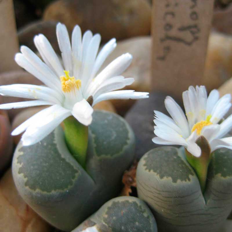 Комнатное растение Литопс (Lithops)