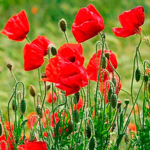 Лекарственное растение Мак самосейка (Papaver rhoeas)