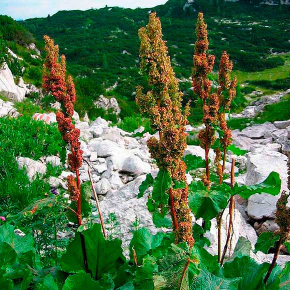 Лекарственное растение Ревень альпийский (Rumex alpinus)