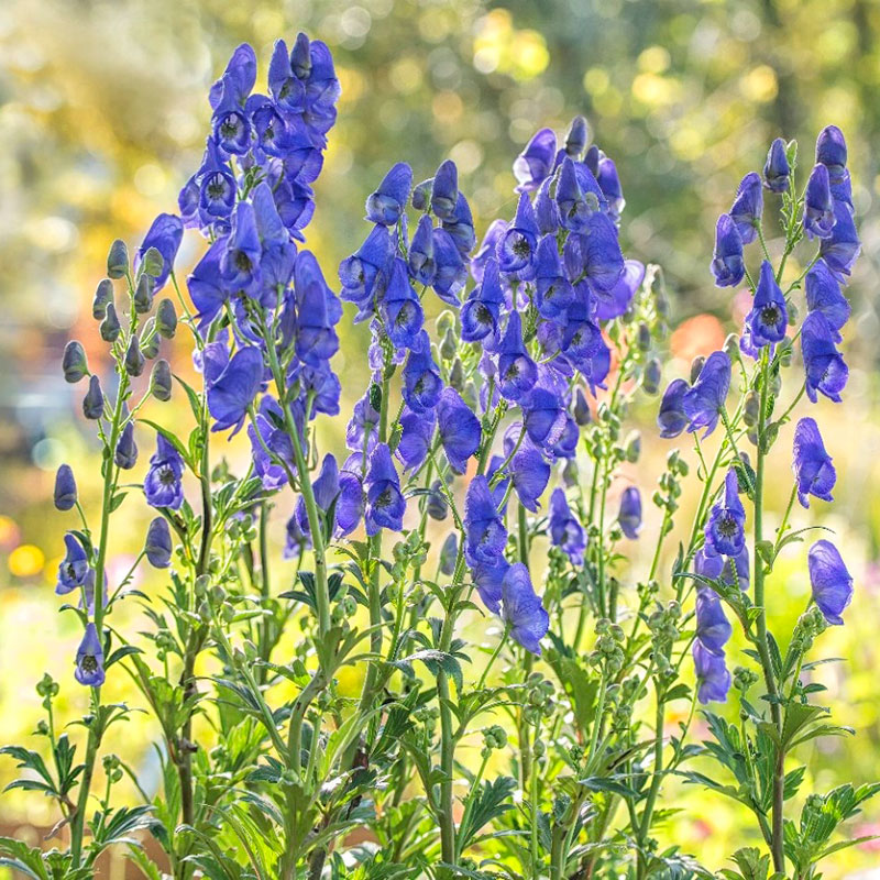 Многолетний садовый цветок Аконит (Aconitum)