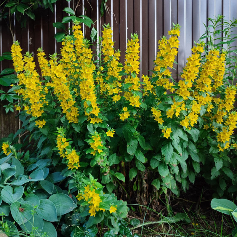 Многолетний садовый цветок Вербейник (Lysimachia)