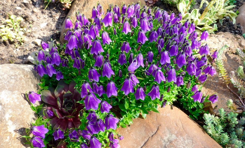 Многолетний садовый цветок Колокольчик (Campanula)