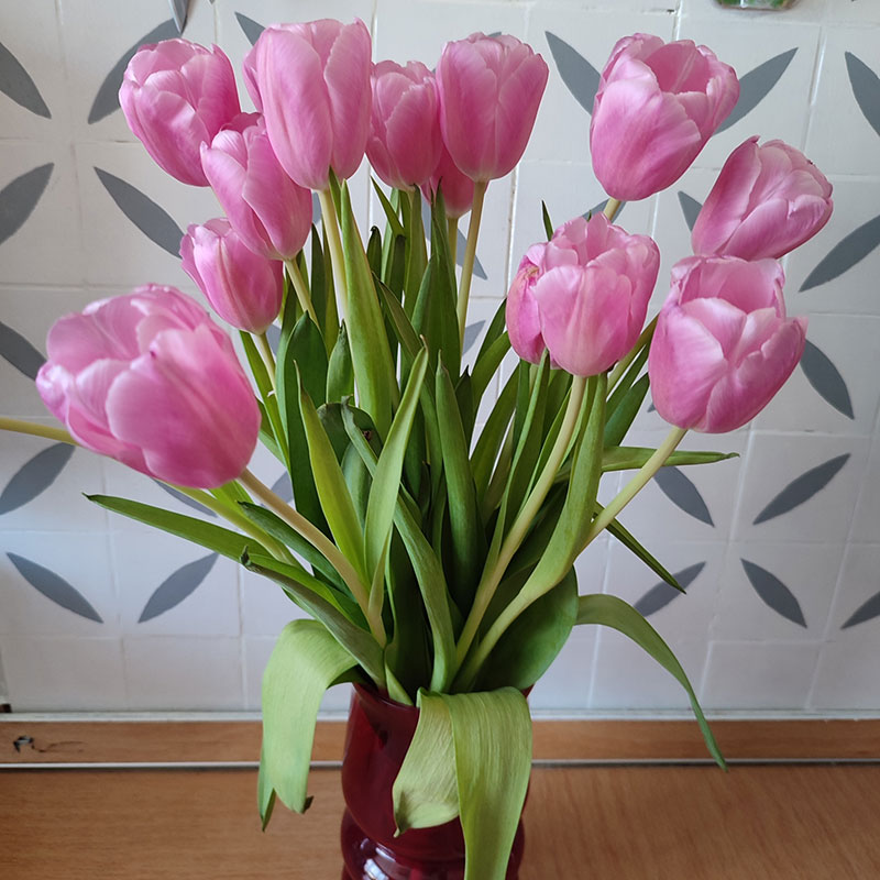 Многолетний садовый цветок Тюльпан (Tulipa)