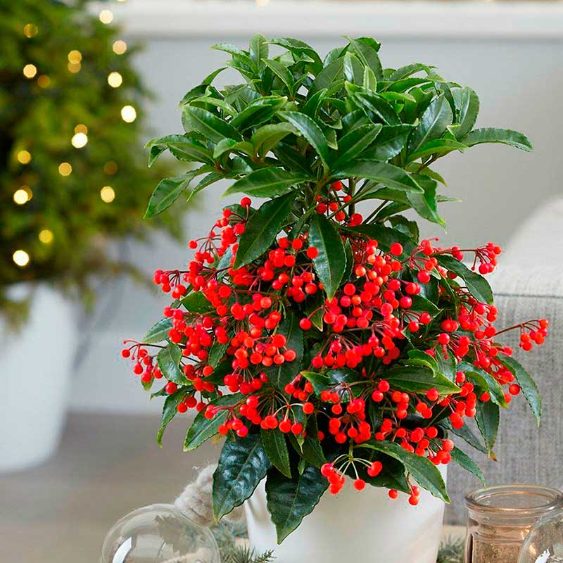 Комнатное растение Ардизия (Ardisia)
