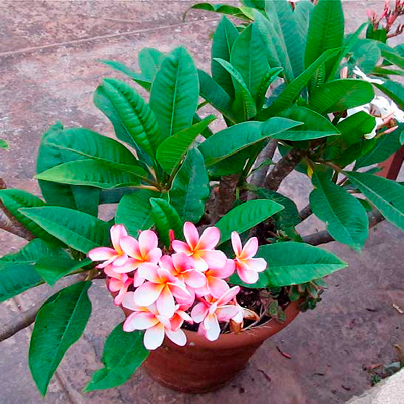 Комнатное растение Плумерия (Plumeria)