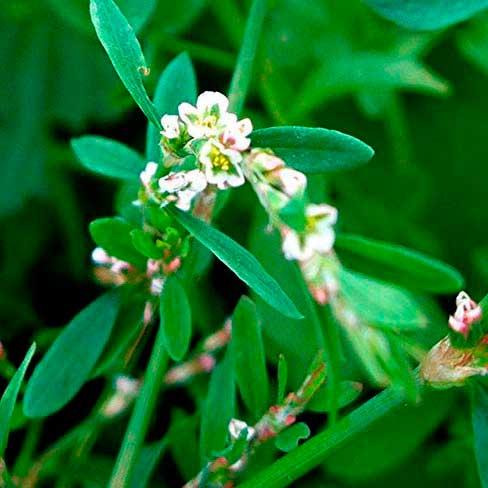 Лекарственное растение Горец птичий (Polygonum aviculare)