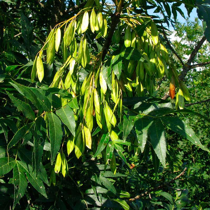 Лекарственное растение Ясень обыкновенный (Fraxinus excelsior)