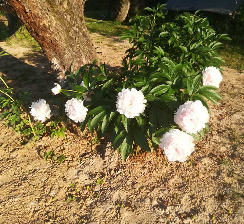 Многолетний садовый цветок Пион (Paeonia)