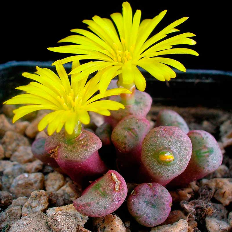 Комнатное растение Конофитум (Conophytum)