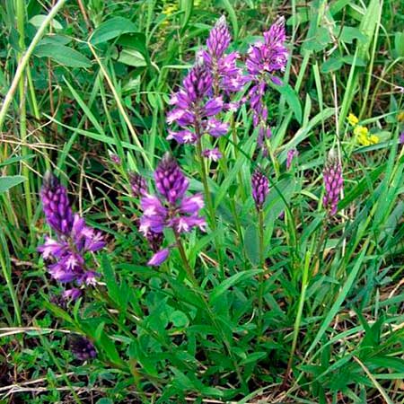 Лекарственное растение Истод горьковатый (Polygala amara)