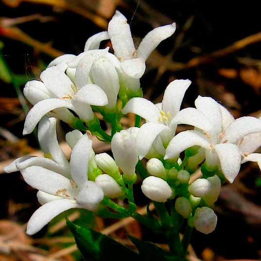 Лекарственное растение Ясменник душистый (Galium odoratum)