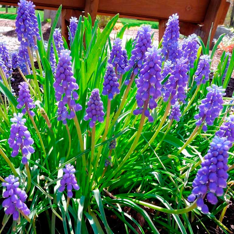 Многолетний садовый цветок Мускари (Muscari)