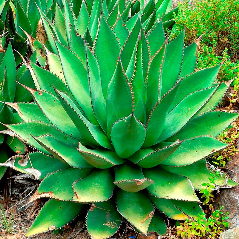 Комнатное растение Агава (Agave)