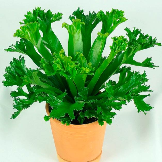 Комнатное растение Асплениум (Asplenium)