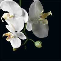 Благоприятные условия для орхидей Фаленопсис