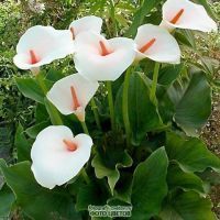 Садовые красавицы каллы