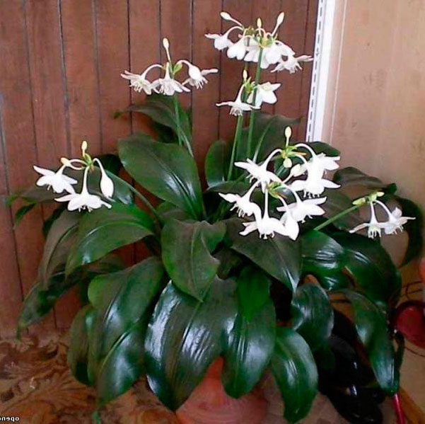Комнатное растение Эухарис (Eucharis)