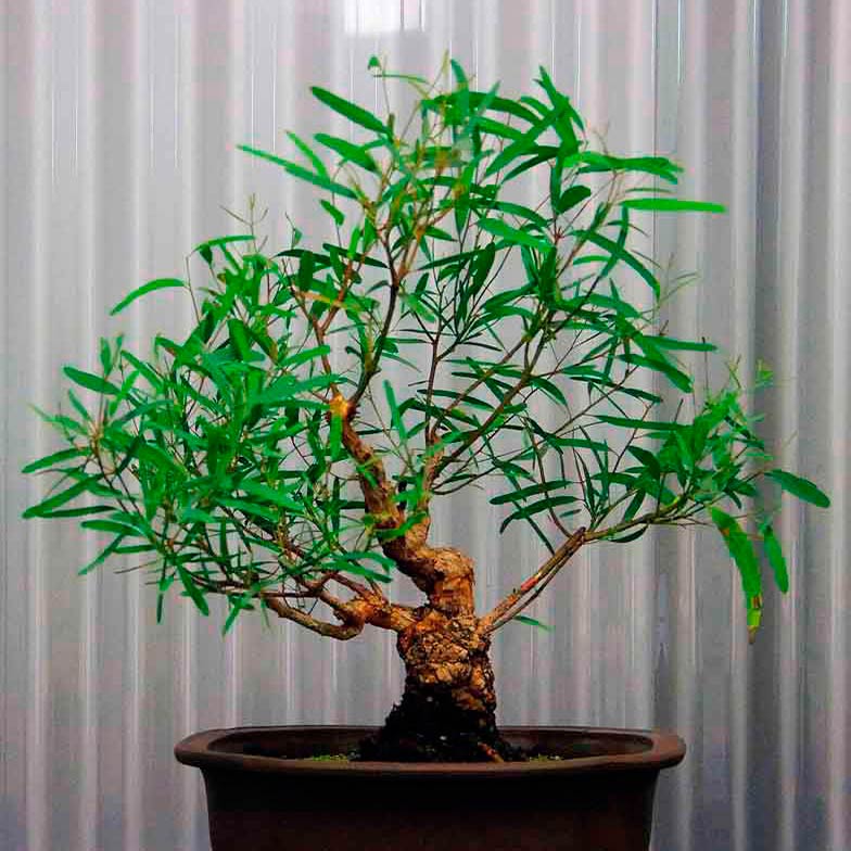 Комнатное растение Эвкалипт (Eucaliptus)