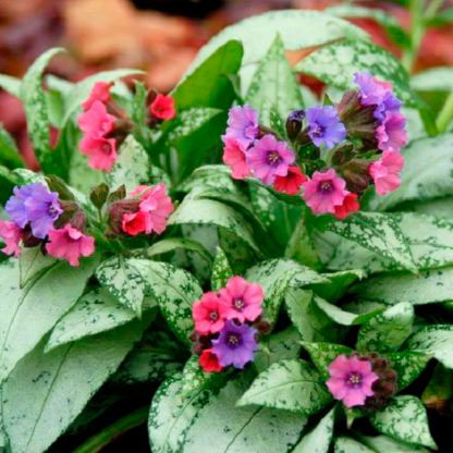 Многолетний садовый цветок Медуница (Pulmonaria)