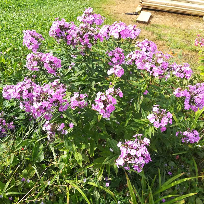 Многолетний садовый цветок Флокс (Phlox)