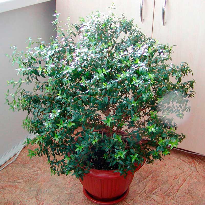 Комнатное растение Мирт (Myrtus)