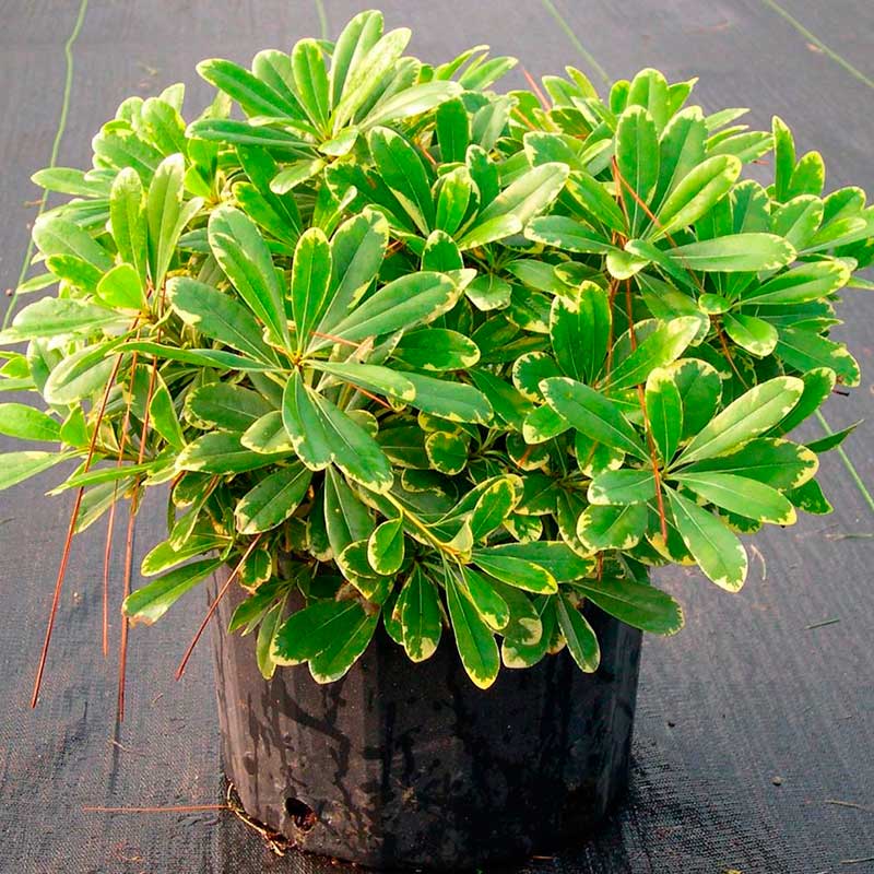 Комнатное растение Смолосемянник (Pittosporum)