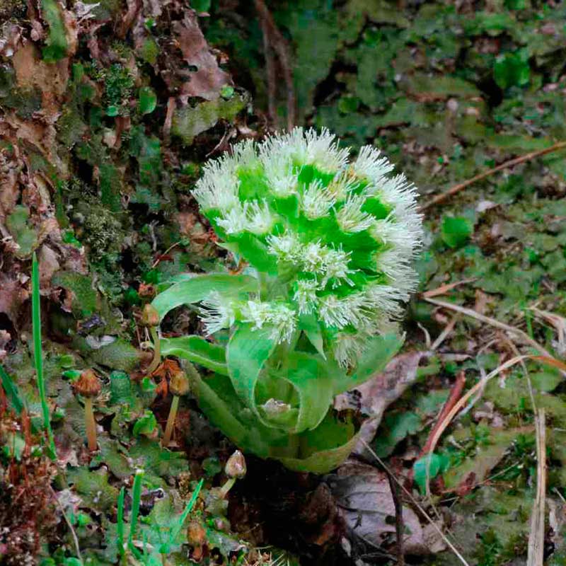 Лекарственное растение Белокопытник белый (Petasites albus)