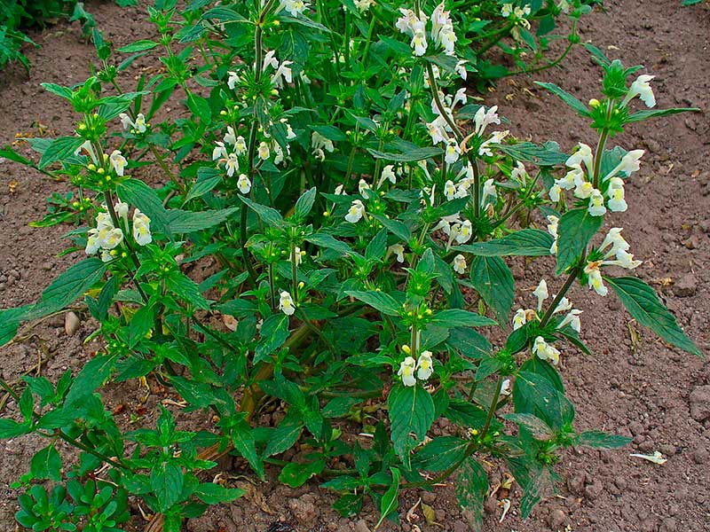 Лекарственное растение Пикульник посевной (Galeopsis segetum)