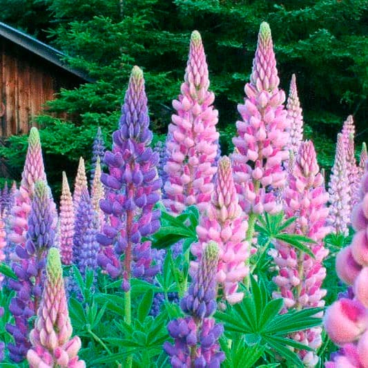 Многолетний садовый цветок Люпин (Lupinus)