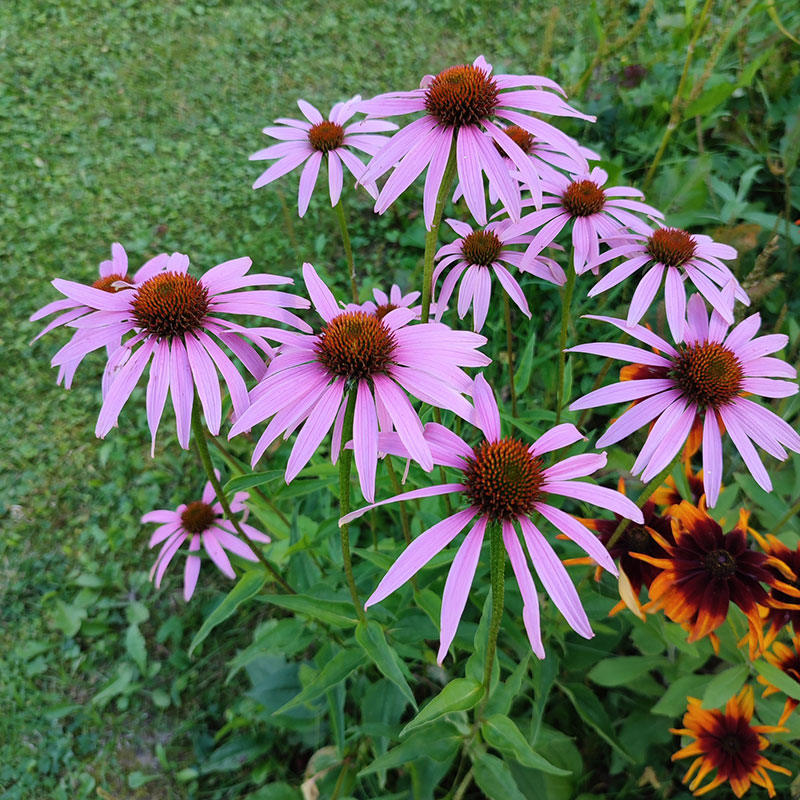 Многолетний садовый цветок Эхинацея (Echinacea)