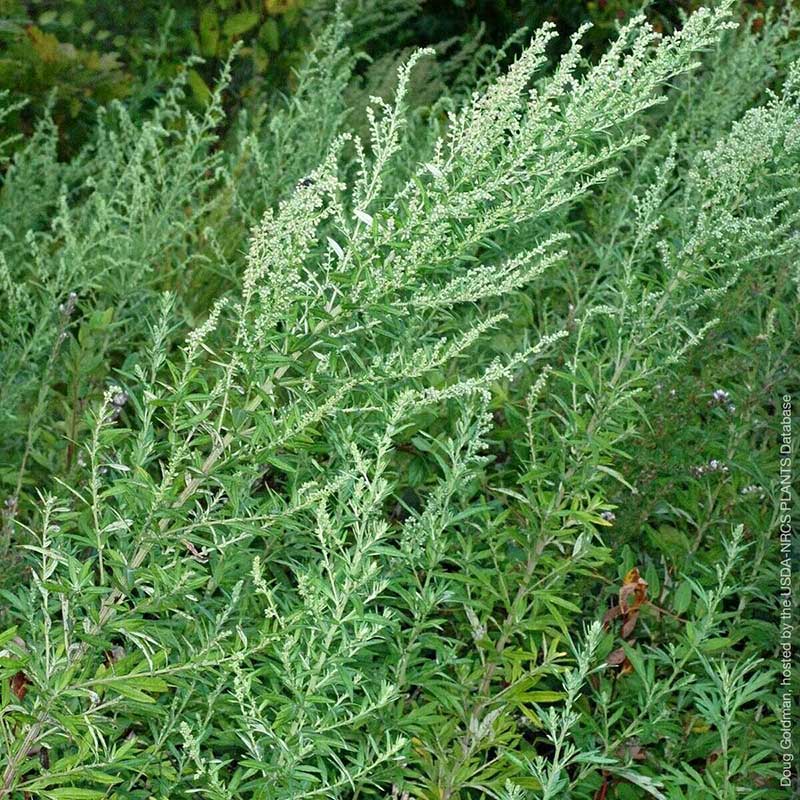Лекарственное растение Полынь обыкновенная (Artemisia vulgaris)