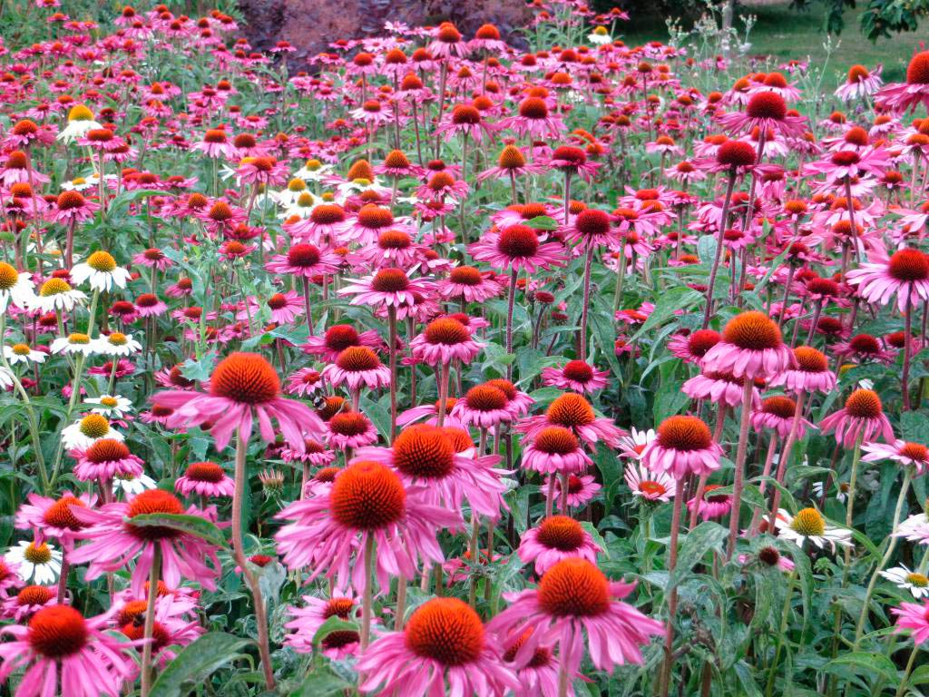 Многолетний садовый цветок Эхинацея (Echinacea)