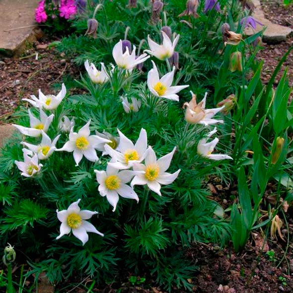 Многолетний садовый цветок Прострел (Pulsatilla)