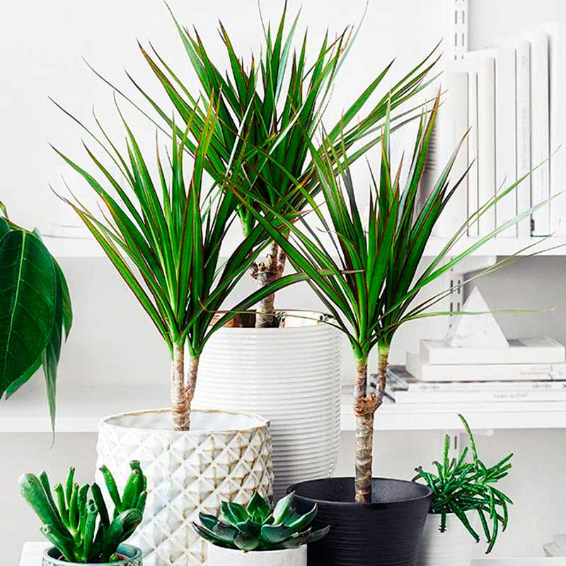 Комнатное растение Драцена (Dracena)