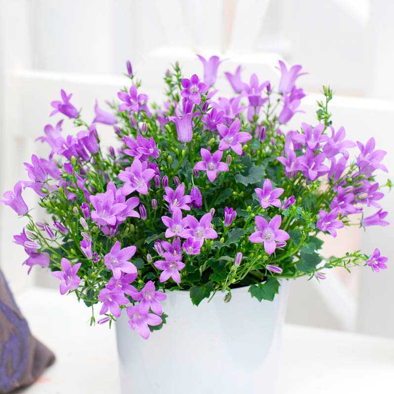 Комнатное растение Колокольчик (Campanula)