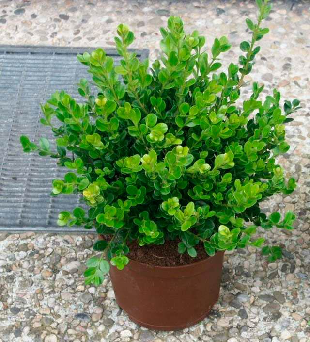 Комнатное растение Самшит (Buxus)