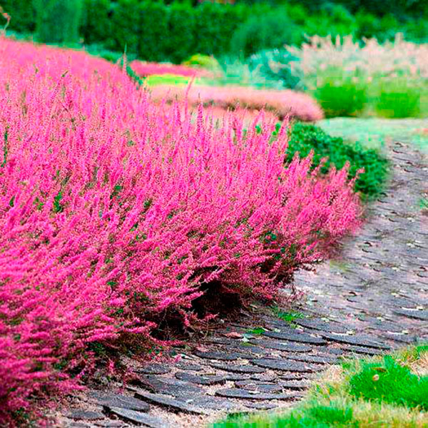 Лекарственное растение Вереск обыкновенный (Calluna vulgaris)