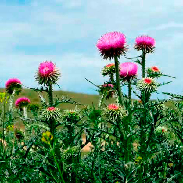 Лекарственное растение Расторопша пятнистая (Silybum marianum)