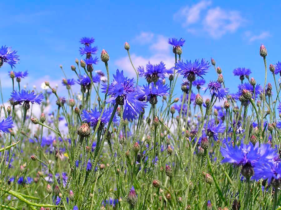 Многолетний садовый цветок Василек (Centaurea)