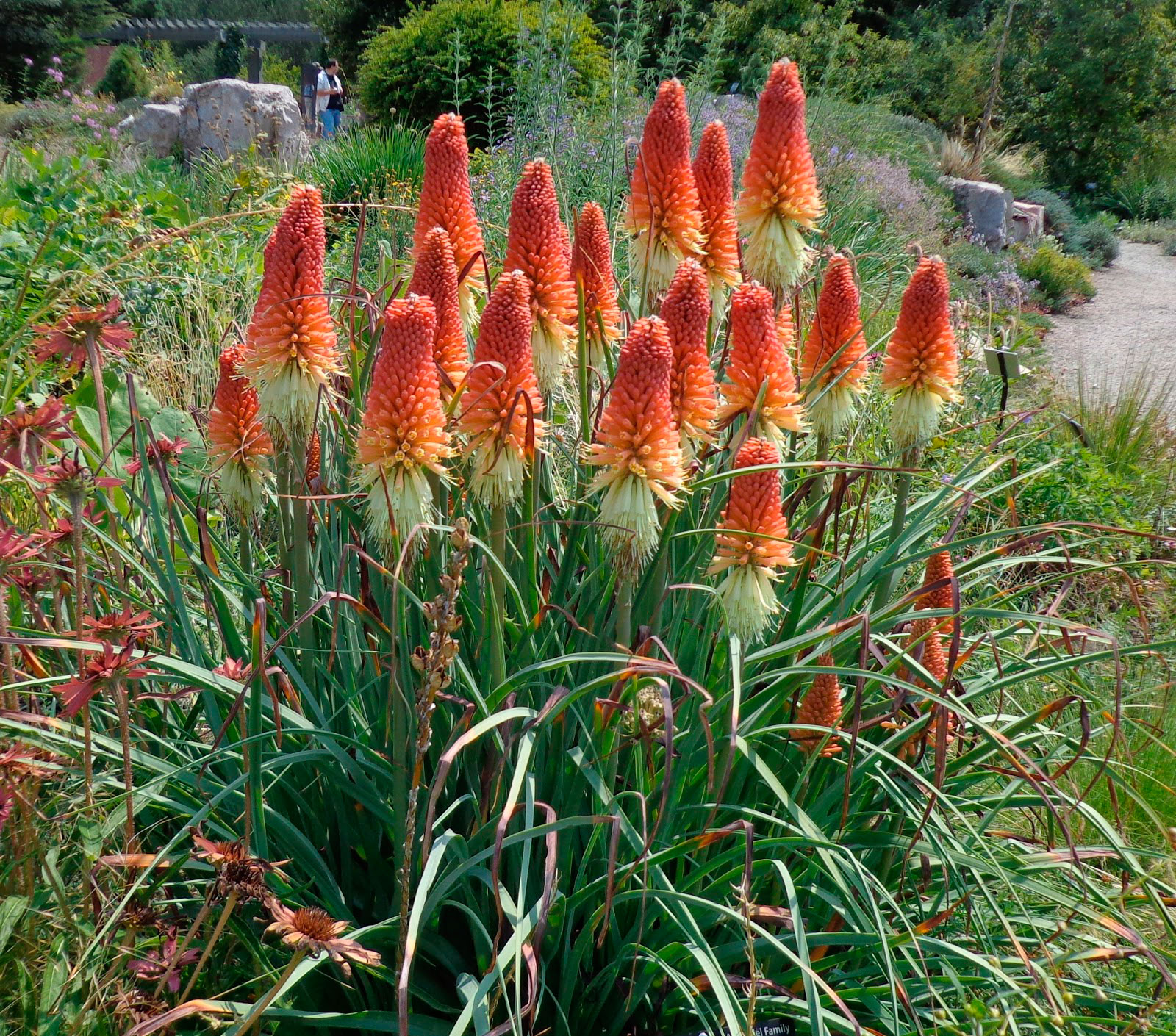 Многолетний садовый цветок Книфофия (Kniphofia)