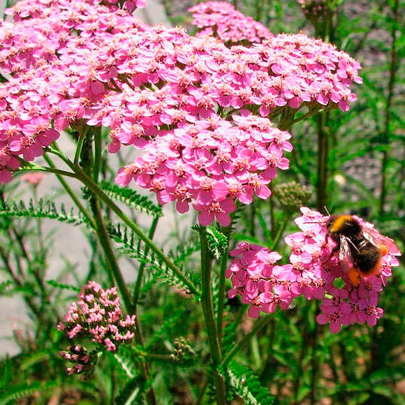 Многолетний садовый цветок Тысячелистник (Achillea)