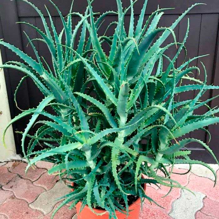 Комнатное растение Алоэ (Aloe)