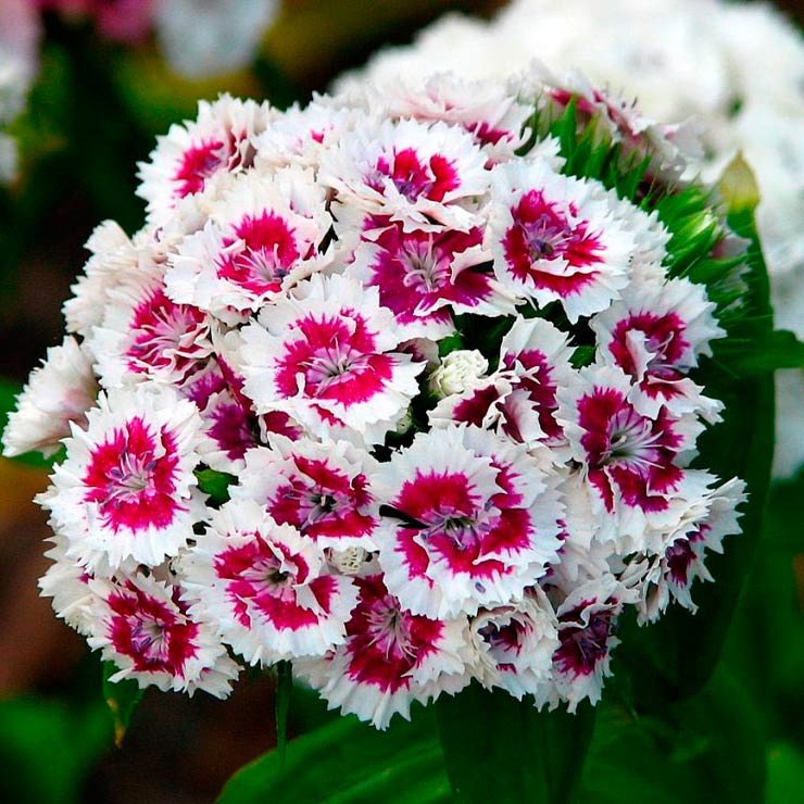 Многолетний садовый цветок Гвоздика (Diantus)