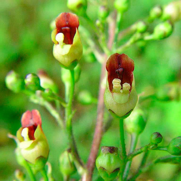 Лекарственное растение Норичник шишковатый (Scrophularia nodosa)