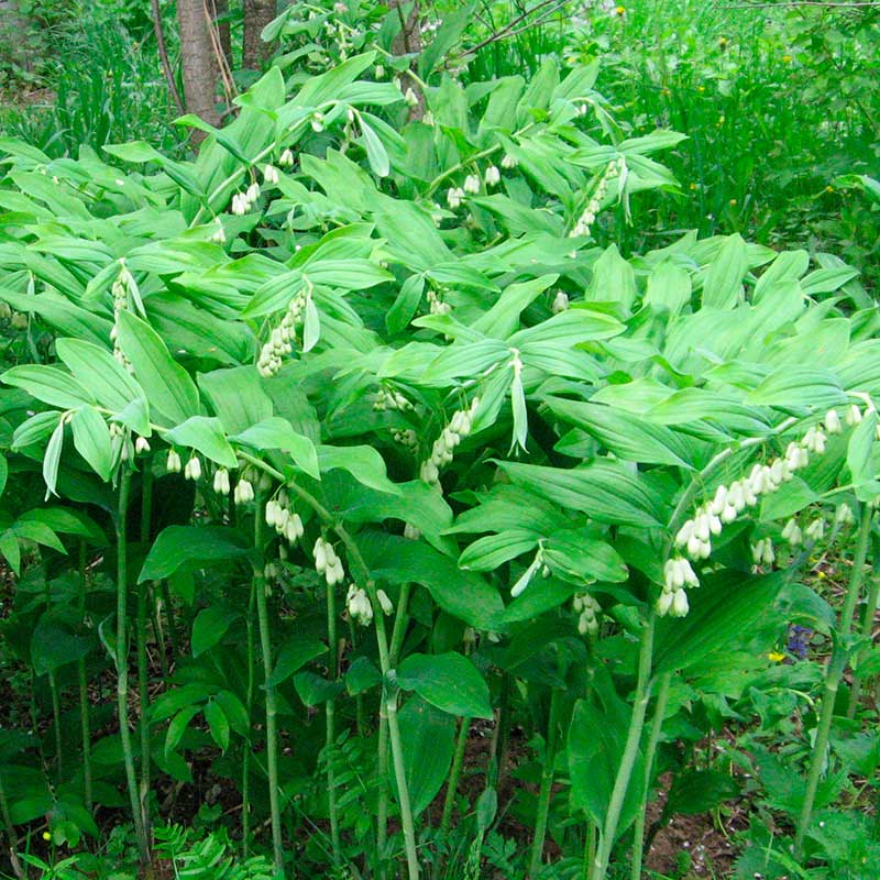 Многолетний садовый цветок Купена (Polygonatum)